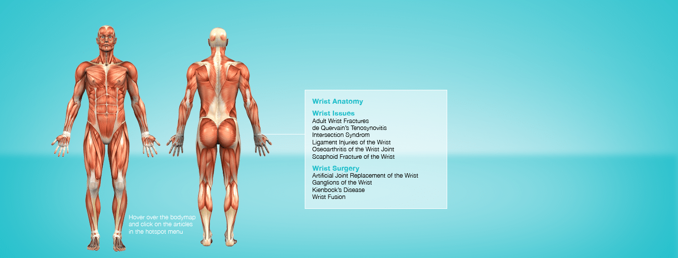 Lumbar Spine Anatomy Physicaltherapynow Com